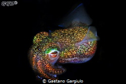 To enhance the glowing I used a UV illumination system th... by Gaetano Gargiulo 